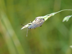 Peritrechus gracilicornis