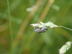 Peritrechus gracilicornis