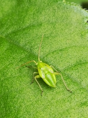 Adelphocoris lineolatus