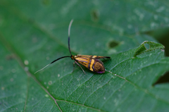 Nemophora degeerella