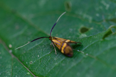 Nemophora degeerella