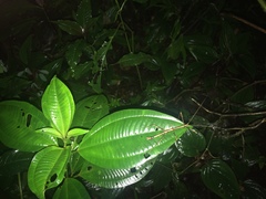 Libethra