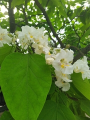 Catalpa