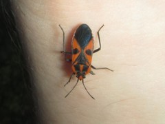 Spilostethus pacificus