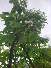 Catalpa