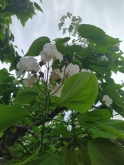 Catalpa