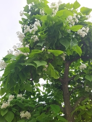 Catalpa