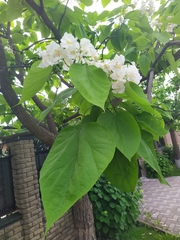 Catalpa