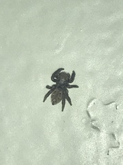 Pseudeuophrys erratica
