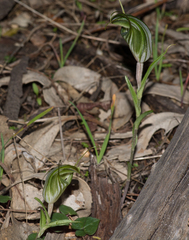 Pterostylis robusta