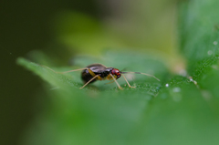 Orthonotus rufifrons