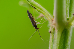 Orthonotus rufifrons