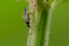 Orthonotus rufifrons