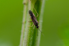 Orthonotus rufifrons