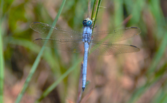 Orthetrum icteromelas