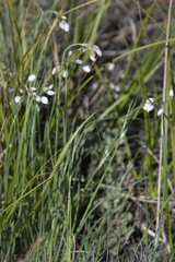 Allium vodopjanovae