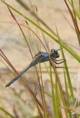 Orthetrum icteromelas