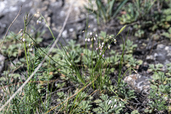 Allium vodopjanovae