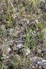 Allium vodopjanovae