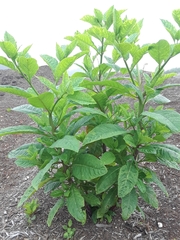 Phytolacca americana