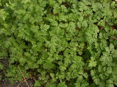 Chaerophyllum nodosum