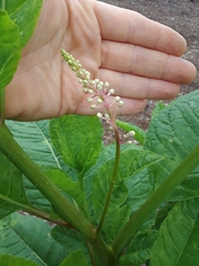 Phytolacca americana
