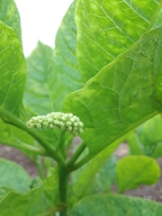 Phytolacca americana