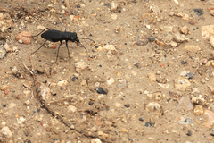 Dromochorus belfragei