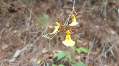 Oncidium graminifolium