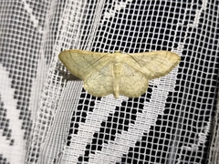 Idaea deversaria