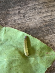 Lepidoptera