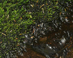 Warnstorfia fluitans