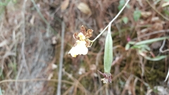Oncidium graminifolium