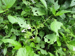 Plumbago zeylanica