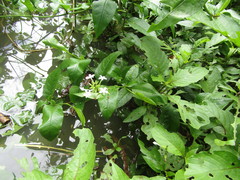 Plumbago zeylanica