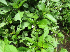Plumbago zeylanica