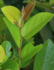 Antidesma ghaesembilla