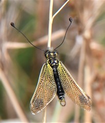 Libelloides ictericus