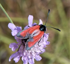 Zygaena erythrus