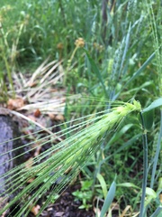 Hordeum vulgare