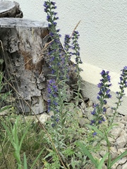 Echium vulgare