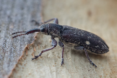 Rhinotia bimaculata