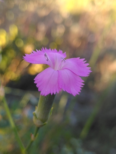Caryophyllus silvestre