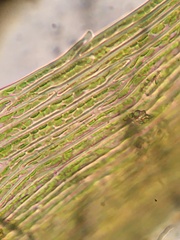 Warnstorfia fluitans