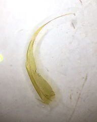 Warnstorfia fluitans