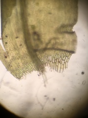 Warnstorfia fluitans