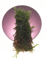 Warnstorfia fluitans