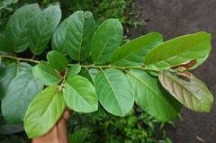 Antidesma ghaesembilla