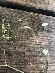 Cerastium fontanum