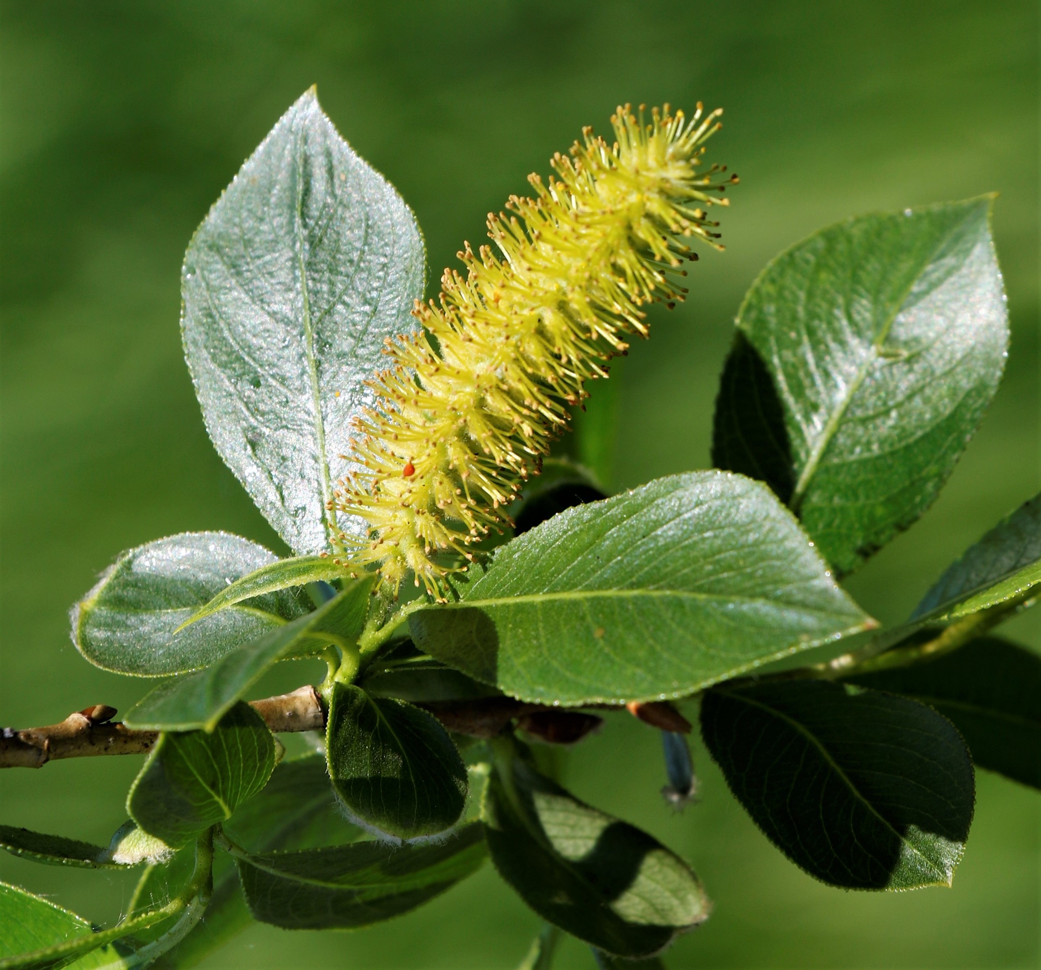 Salicaceae